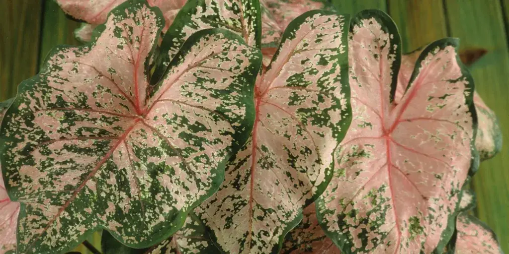 kaladium-caladium-rostlinkovo