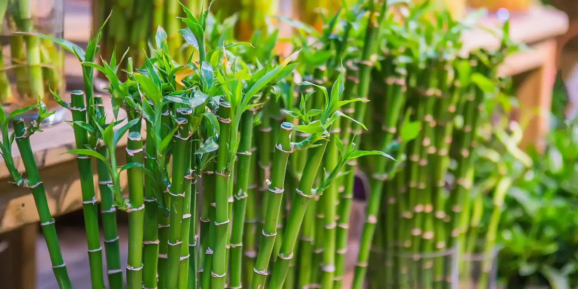 lucky-bamboo-rostlinkovo
