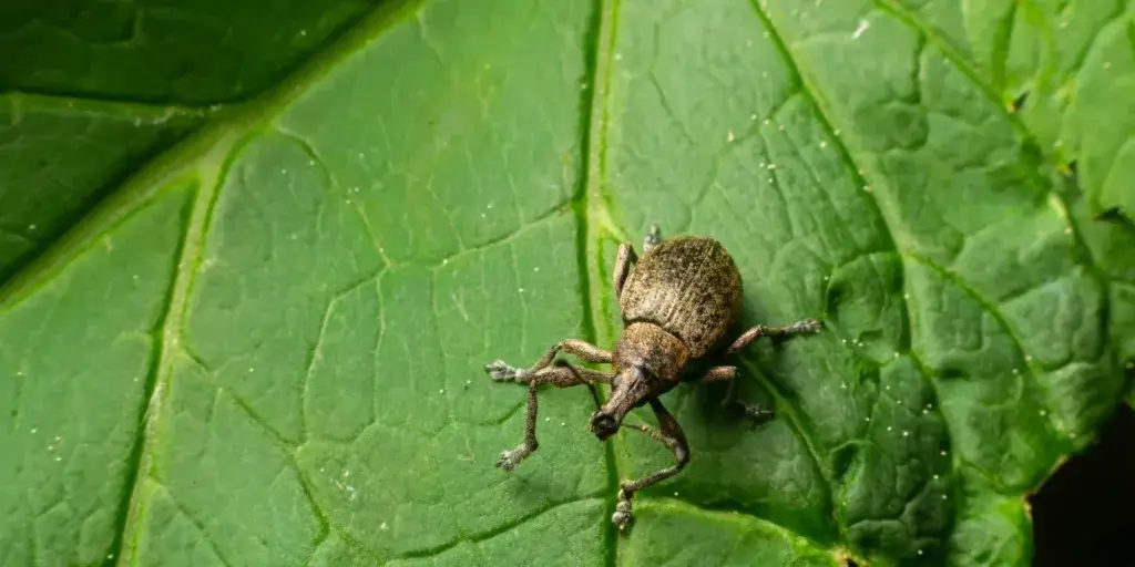nosatci-škůdci-rostlinkovo