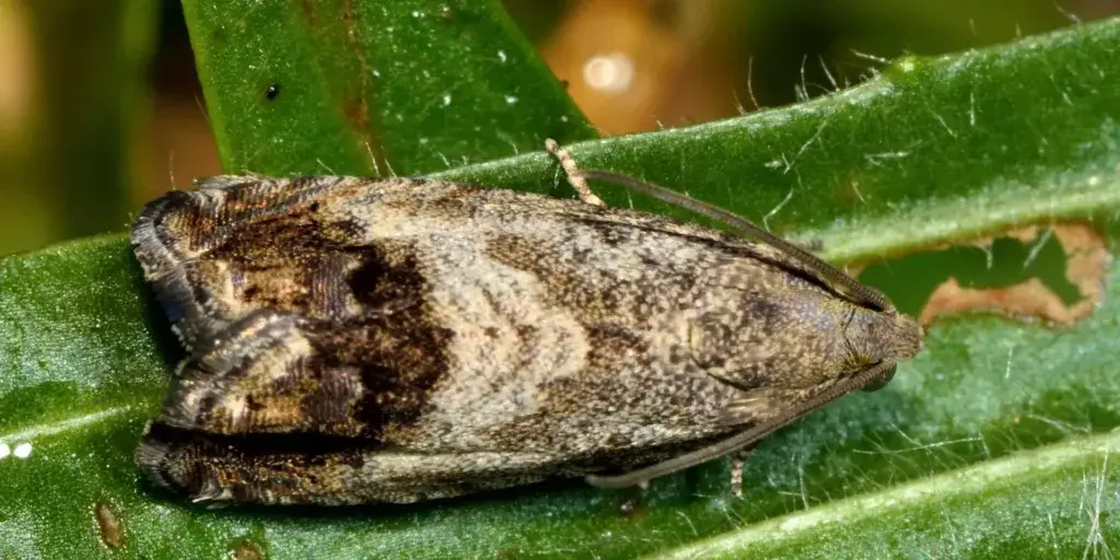 Škůdci-v-zahradě-rostlinkovo