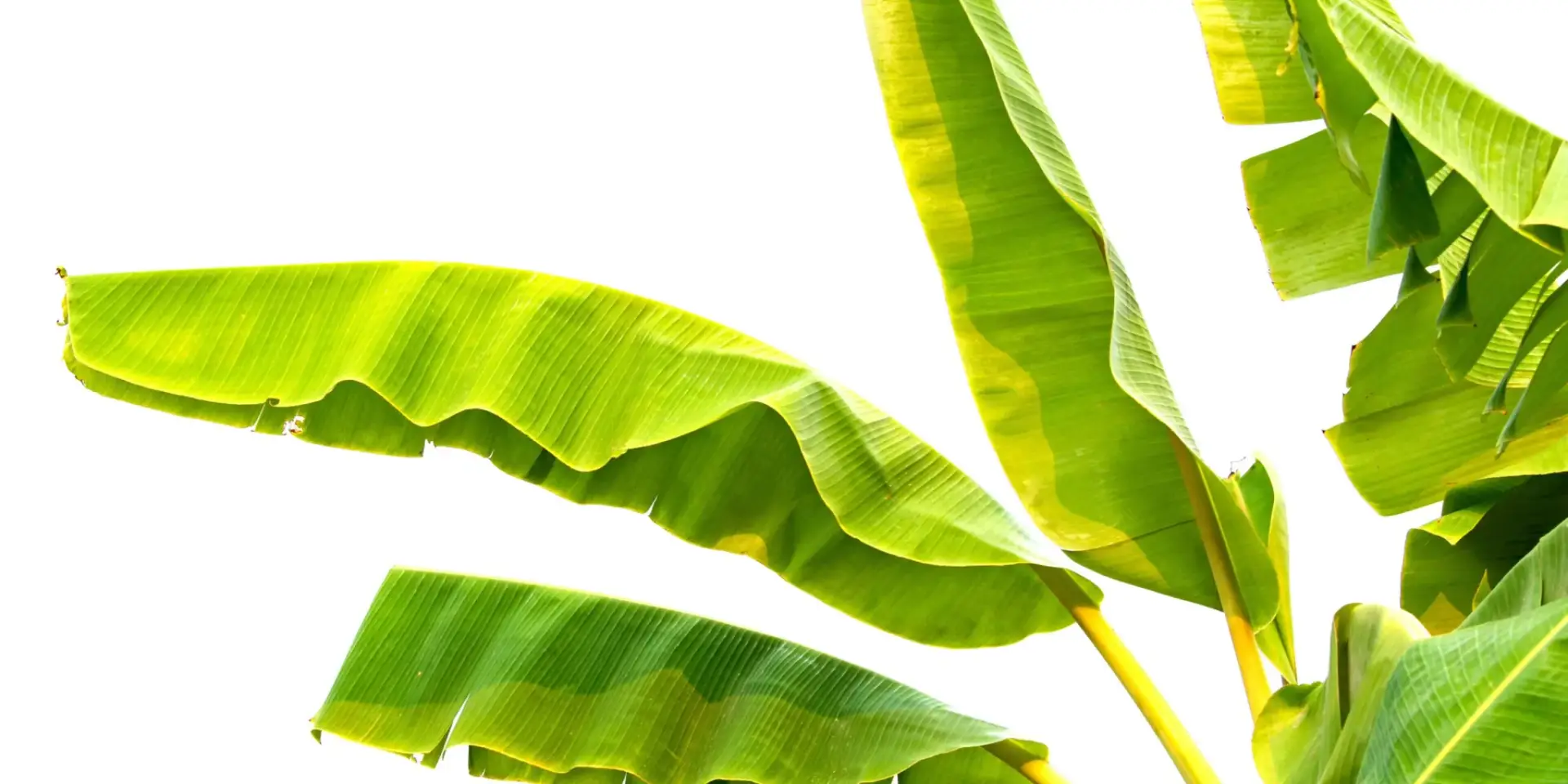 banánovník-musa-rostlinkovo