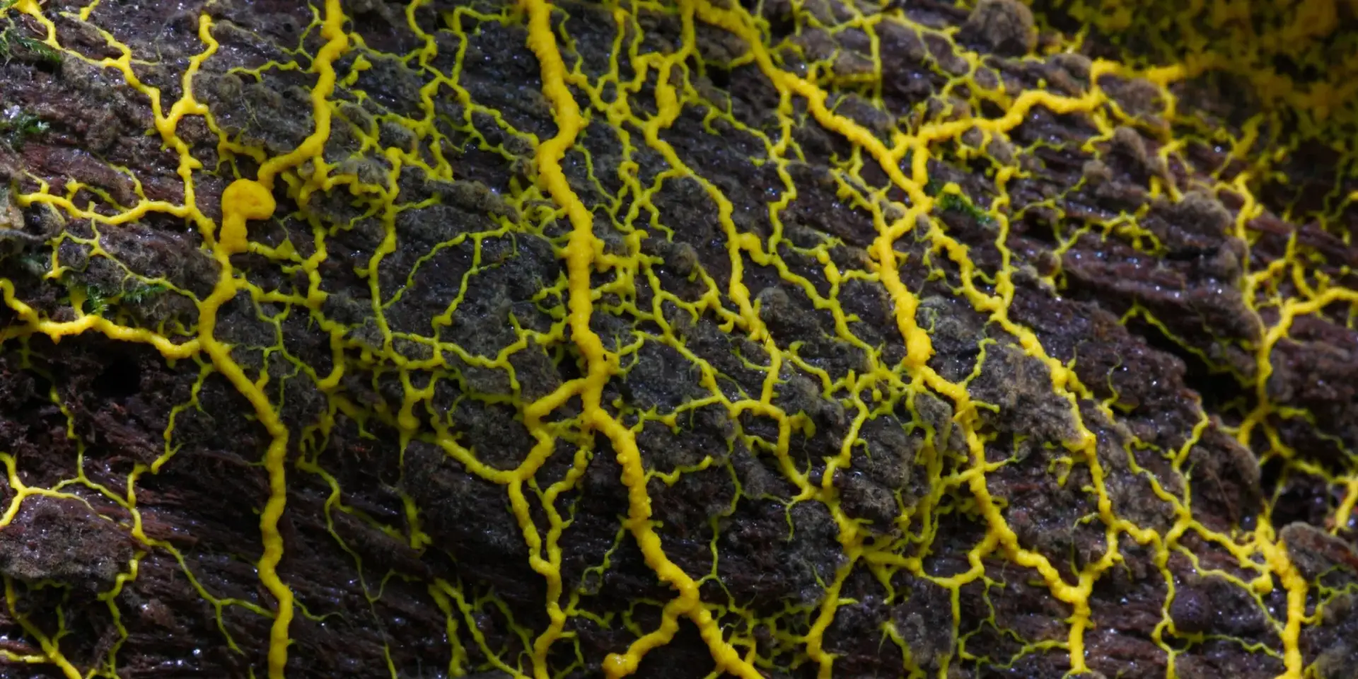 Plíseň-na-substrátu-rostlinkovo