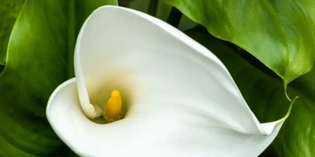 Zantedeschie-rostlinkovo