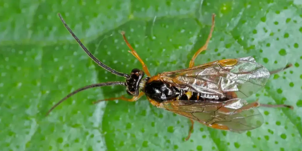 Škůdci-v-zahradě-rostlinkovo