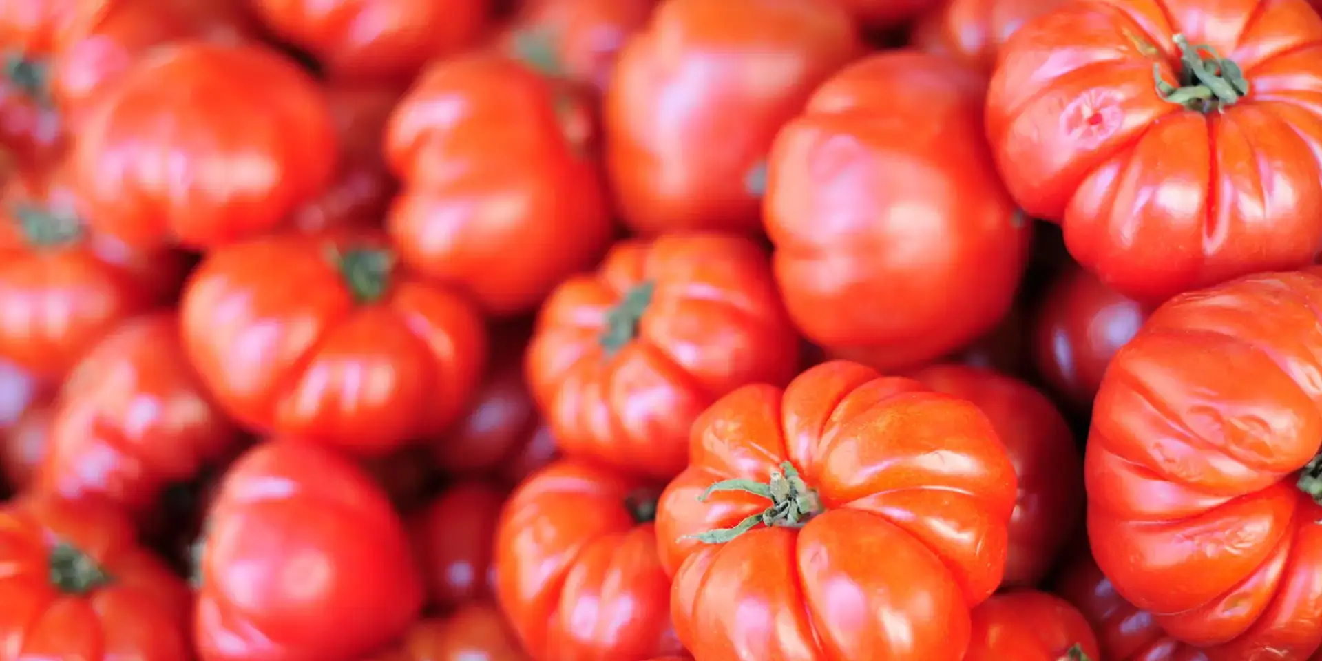 rajčata-rostlinkovo