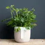 mimosa-pudica-rostlinkovo