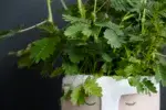 mimosa-pudica-rostlinkovo