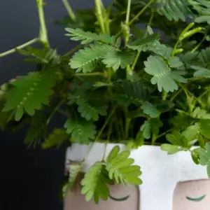 mimosa-pudica-rostlinkovo