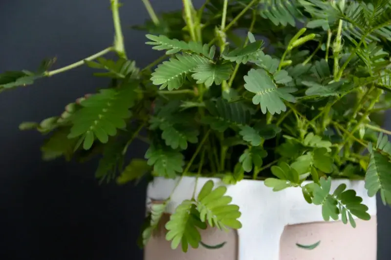 mimosa-pudica-rostlinkovo