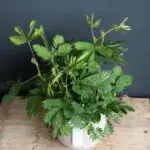 mimosa-pudica-rostlinkovo