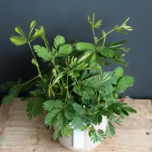 mimosa-pudica-rostlinkovo