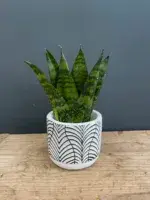 sansevieria-zeylanica-fan-rostlinkovo