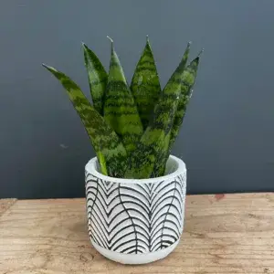 sansevieria-zeylanica-fan-rostlinkovo