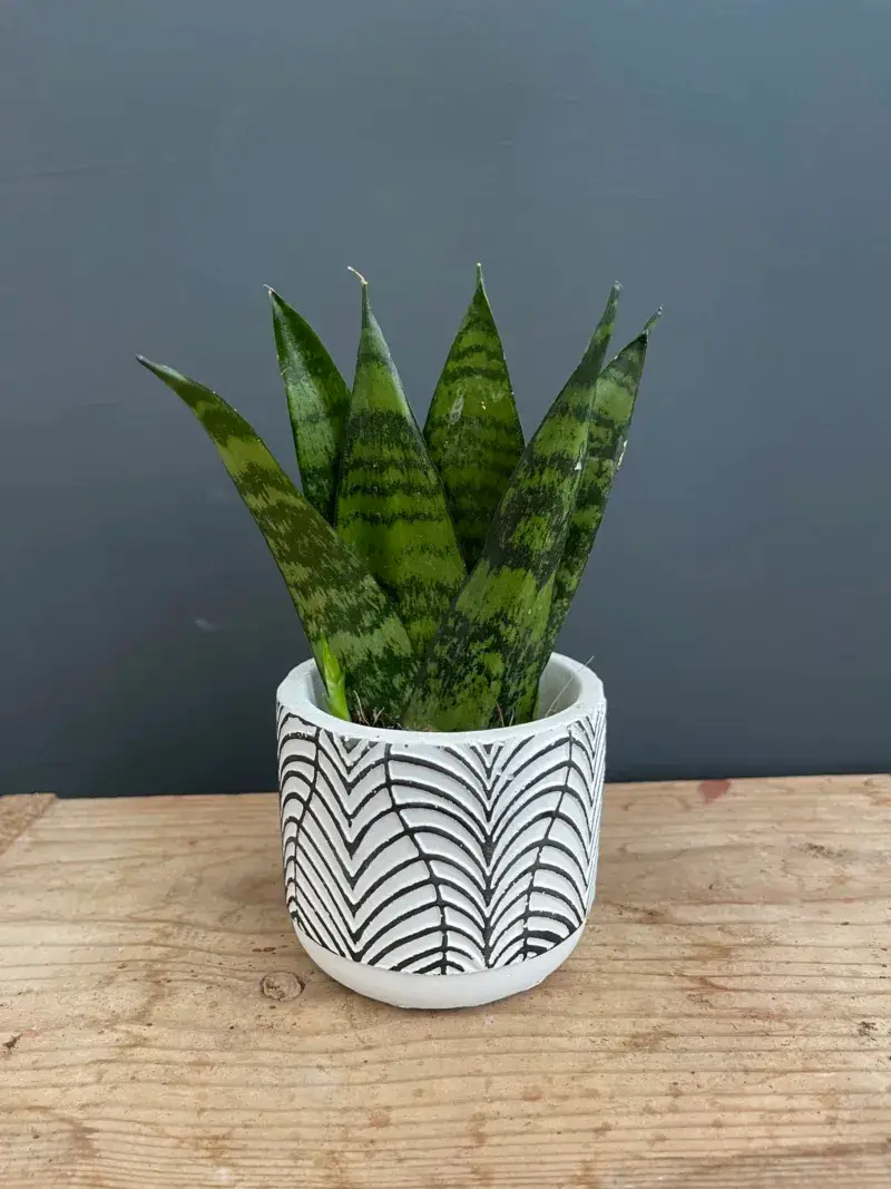 sansevieria-zeylanica-fan-rostlinkovo
