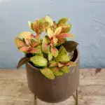 fittonia-mosaic-skeleton-rostlinkovo