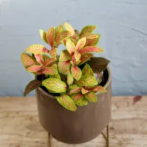 fittonia-mosaic-skeleton-rostlinkovo