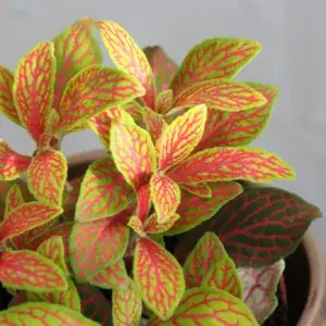 fittonia-mosaic-skeleton-rostlinkovo