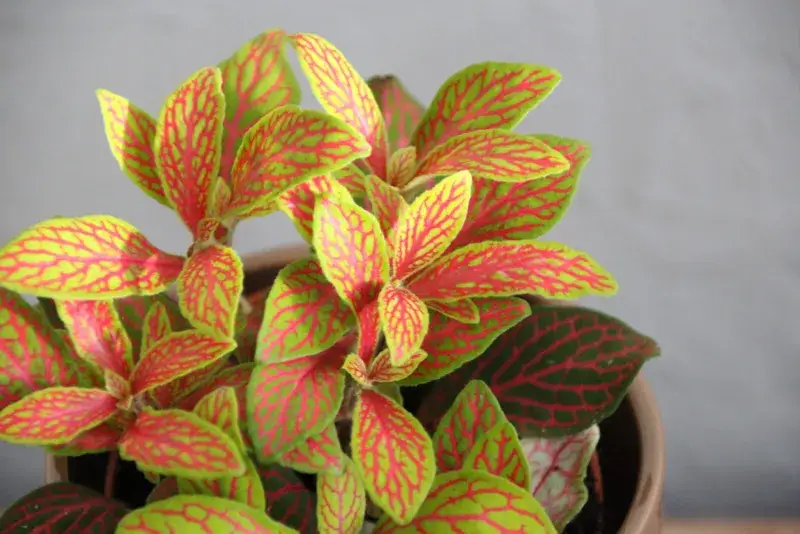 fittonia-mosaic-skeleton-rostlinkovo