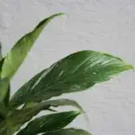 spathiphyllum-diamond-variegata-rostlinkovo