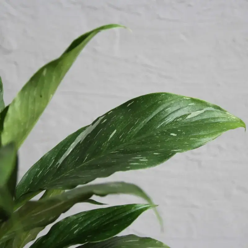 spathiphyllum-diamond-variegata-rostlinkovo