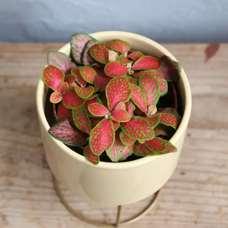 fittonia-ruby-lime-rostlinkovo