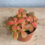 fittonia-ruby-lime-rostlinkovo