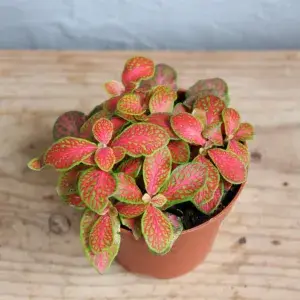 fittonia-ruby-lime-rostlinkovo