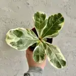 ficus-lyrata-variegata-rostlinkovo