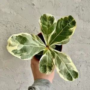 ficus-lyrata-variegata-rostlinkovo