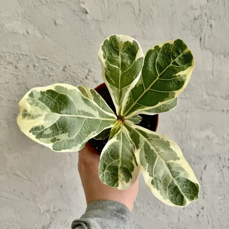 ficus-lyrata-variegata-rostlinkovo