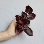 Iresine-herbstii-Bloodleaf-rostlinkovo