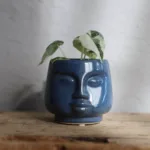 alocasia-frydek-variegata-rostlinkovo