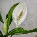 spathiphyllum-diamond-variegata-rostlinkovo
