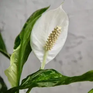 spathiphyllum-diamond-variegata-rostlinkovo