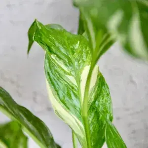 spathiphyllum-diamond-variegata-rostlinkovo