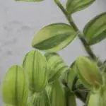 tradescantia-yellow-rostlinkovo