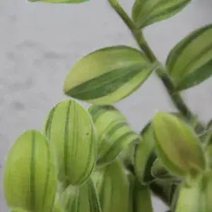 tradescantia-yellow-rostlinkovo