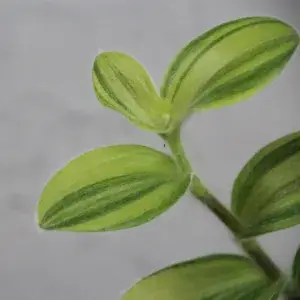 tradescantia-yellow-rostlinkovo