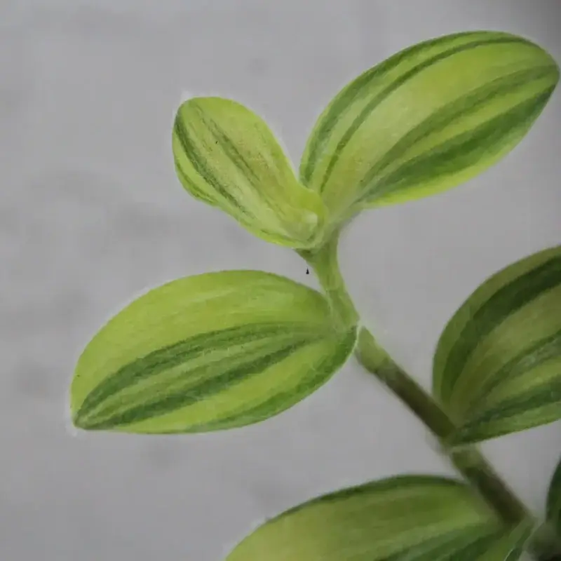 tradescantia-yellow-rostlinkovo