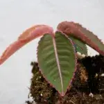 labisia-pumila-rostlinkovo