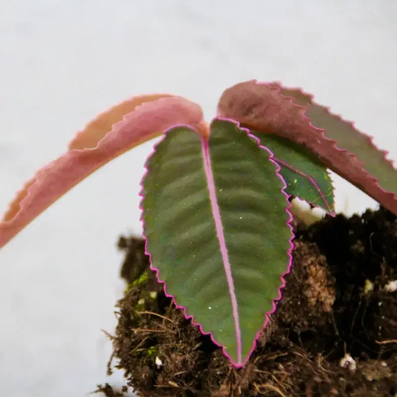 labisia-pumila-rostlinkovo