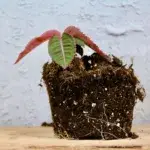 labisia-pumila-rostlinkovo