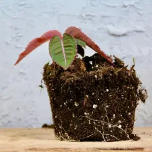 labisia-pumila-rostlinkovo