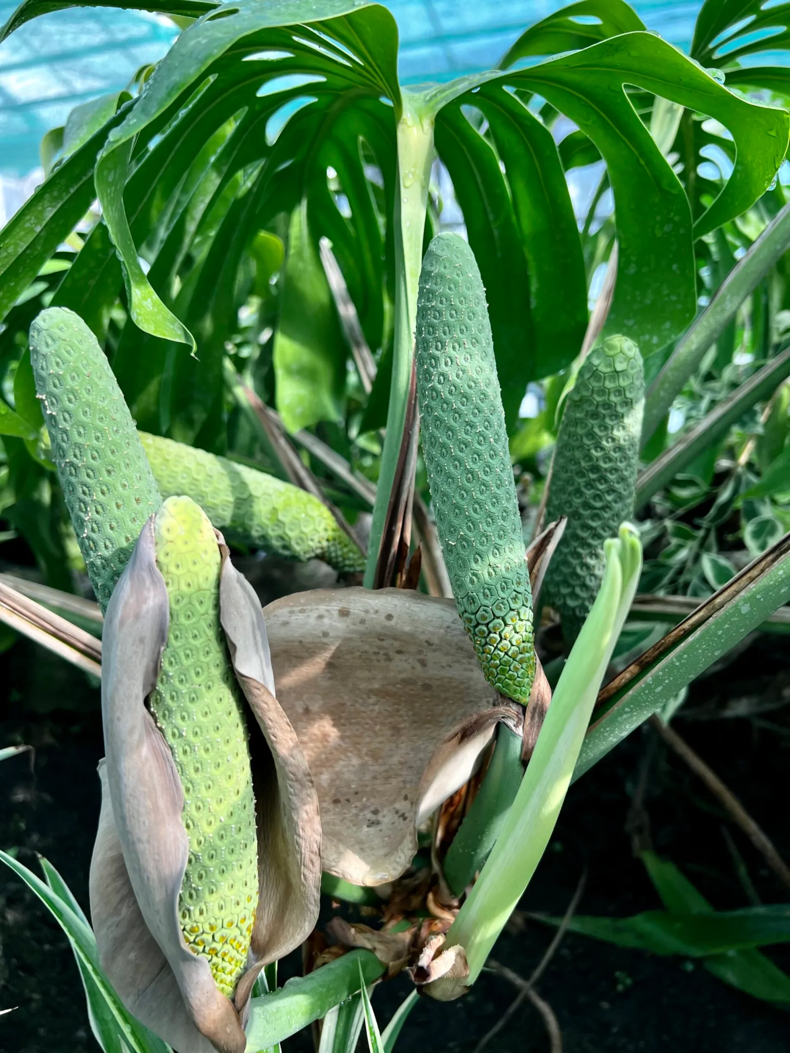 monstera-deliciosa-pokojove-rostliny-plody-rostlinkovo