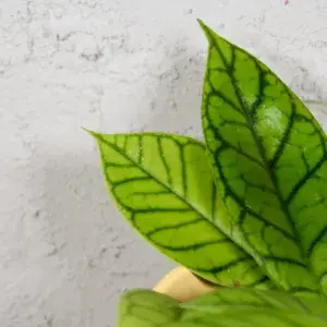 hoya-callistophylla-rostlinkovo