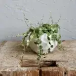 Peperomia-Prostrata-String-of-Turtles-rostlinkovo