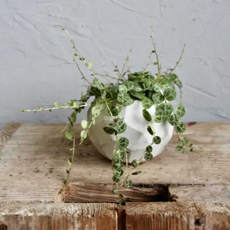 Peperomia-Prostrata-String-of-Turtles-rostlinkovo