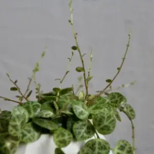Peperomia-Prostrata-String-of-Turtles-rostlinkovo