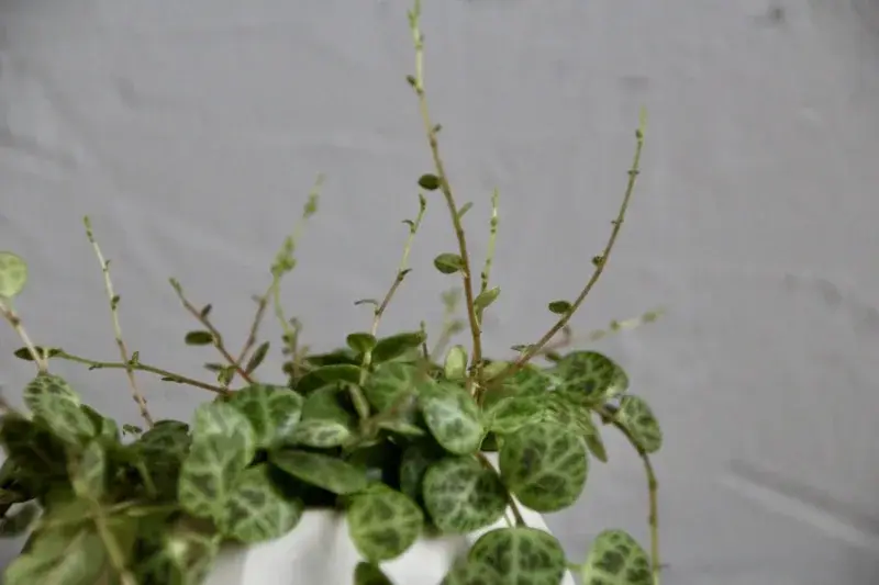 Peperomia-Prostrata-String-of-Turtles-rostlinkovo