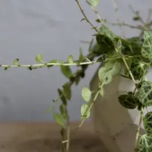 Peperomia-Prostrata-String-of-Turtles-rostlinkovo